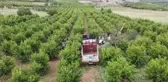 Hasat mesaisine başlayan şeftali üreticisinin yüzü gülüyor