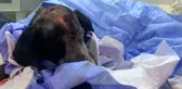 SOPAYLA ÖLDÜRESİYE DÖVÜLEN 'DUMAN' AMELİYAT EDİLDİ
