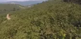 Fındık hasadına başlandı