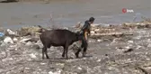 İHA'nın yayını ses getirdi, mahsur kalan inek kurtarıldı