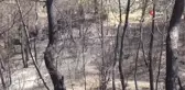 Manavgat'ta canı pahasına yangından küçükbaş hayvanlarını kurtardı: 