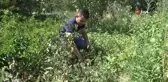 Sosyal medyadan görüp aldığı siyah domates tohumundan ilk ürünlerini aldı