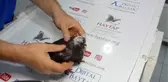 Son dakika haber | Yangından yaralı kurtulan güvercin, tedaviye alındı