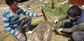 Eğirdir'de dişi su samuruna da araç çarptı