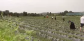 Halka açtığı bahçesinde dalından çilek yemenin keyfini yaşatıyor