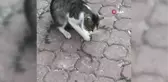 Kediyle yılanın kavgası kameraya yansıdı