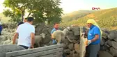 Son dakika haber! YANGIN MAĞDURU MANAVGAT'TAKİ KÖYLÜLERE ALİAĞA'DAN CANLI HAYVAN DESTEĞİ