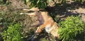 6 yavru köpek, ölen annelerinin başından ayrılmadı