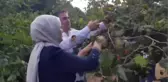 AK Parti Kocaeli Milletvekili Katırcıoğlu, Kandıra'da fındık hasadına katıldı