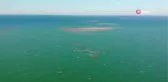 Karadeniz'de tomruk adacıkları oluştu
