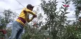 NİĞDE'DE ERKENCİ ELMA HASADI BAŞLADI