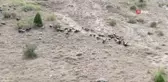 Üç dil bilen turizmci çobanlığı seçti