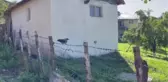 Ayağı bahçe teline takılan karga kurtarıldı