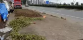 KARADENİZ SAHİL YOLU'NA FINDIK SEREN ÜRETİCİLER, GÜNEŞİ BEKLİYOR