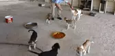 Son dakika haber | GAZİANTEP - Kastamonu'daki selden kurtarılan 12 yavru köpeği sahiplendirilmek üzere Gaziantep'e götürdü