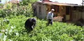 Yaşlı adamı dolandıran şüpheli tutuklandı