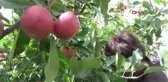 NİĞDE'DEN 250 BİN TON ELMA YURT DIŞINA İHRAÇ EDİLİYOR