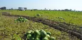 SICAKLAR NEDENİYLE BAFRA KARPUZUNDA YANMALAR OLUŞTU, HASAT HIZLANDIRILDI