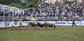 Boğa güreşleri ilgi gördü