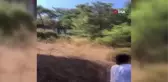Heybeliada'da orman yangını