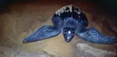 Muğla kıyılarında ilk defa görüldü