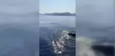 Türkiye'de ilk kez deri sırtlı deniz kaplumbağası canlı görüntülendi