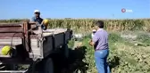 Kırkağaç kavununda hasat dönemi başladı