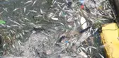Bostanlı sahile ölü balıklar vurdu