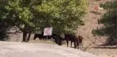 Su kaynakları yaban hayatı için de verimli kullanılacak