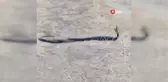 Yılanların dansı böyle görüntülendi
