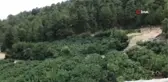 Antalya'da 800 rakımlı köyde incir hasadı başladı