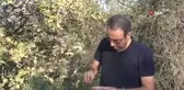 Demirçelik kentinden fıstığa: Hedef yüksek rekolte