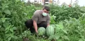 Üretim az olunca değeri daha da arttı...Önceki yıllarda üretimi 200 tonu bulan Yalınca Karpuzu yarı yarıya geriledi
