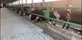 Aşırı sıcaklar hayvanları da olumsuz etkiliyor