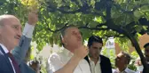 Bağcılar'da bağ bozumu