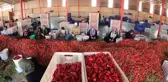 Gaziantep'in pul biberi, eşsiz lezzetini güneşten alıyor