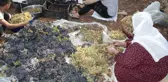 Gercüş'te kuru üzüm çeşitlerinin sergilenmesine başlandı