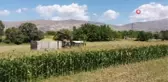 Silajlık mısır hasadı başladı