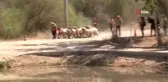 Asırlık gelenek başladı, kınalı koçlar suya atlamak için sıralandı