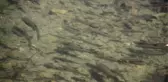Balıkları hakkındaki efsane hüzünlendiriyor! Yıllardır şarıl şarıl akan pınar artık tehlikede
