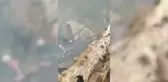 GÜMÜŞHANE - Köyde çıkan yangında 2 ev ve ahır kullanılamaz hale geldi