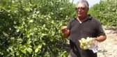 Limonun yerine denemek için guava dikti! Türkiye'de az yetişen meyveyle sipariş patlaması yaşıyor