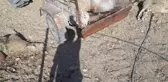 Ağılı basan kurtlar 25 koyunu ve 5 kuzuyu telef etti