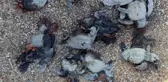 ATV'lerle caretta caretta yavrularını ezip, gönüllüyü de yaraladılar