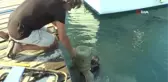 Önce denizi temizlediler sonra 30 bin yavru balığı denize bıraktılar