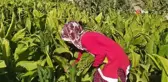 Tütün tarlasından, tıp fakültesine giden yolculuk