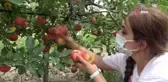 Okul bahçesinde yetiştirip ihtiyaç sahiplerine ulaştırıyorlar