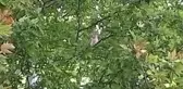KIRIKKALE - Ağaçta mahsur kalan kedi iş makinesiyle kurtarıldı