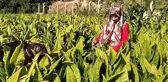 Tarlada çalışıp sınava hazırlanan genç kız tıp fakültesini kazandı
