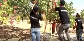 Tarladan sofraya Antep Fıstığı